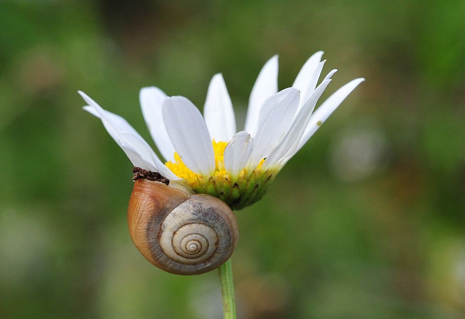 La vita in un fiore - seconda parte